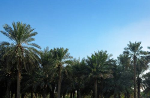 الأحساء واحة التاريخ والطبيعة