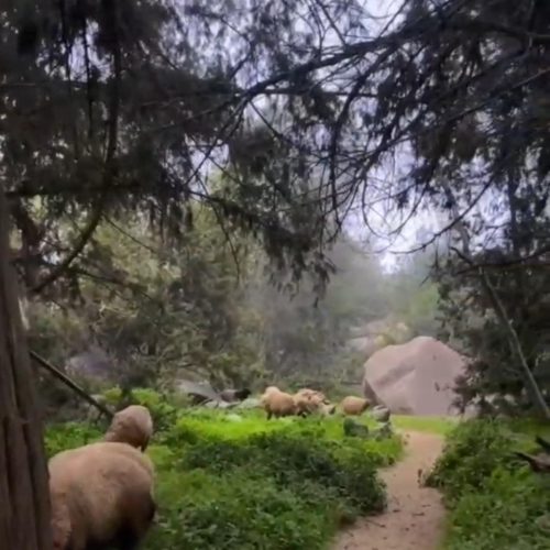 أماكن في السعودية لمحبي الطبيعة