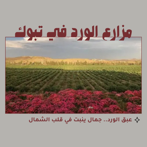 مزارع الورد في تبوك