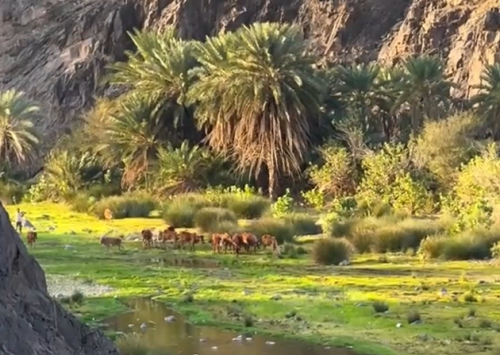 وادي حِجر