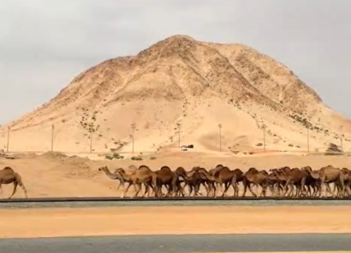 محافظة بيشة